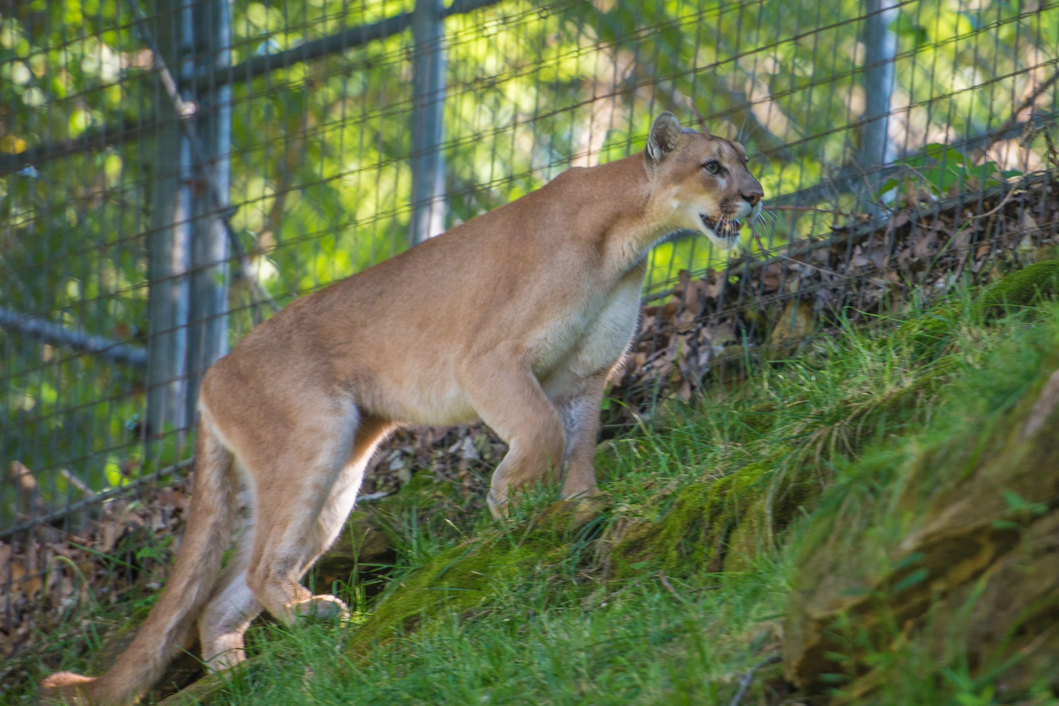 Cougar